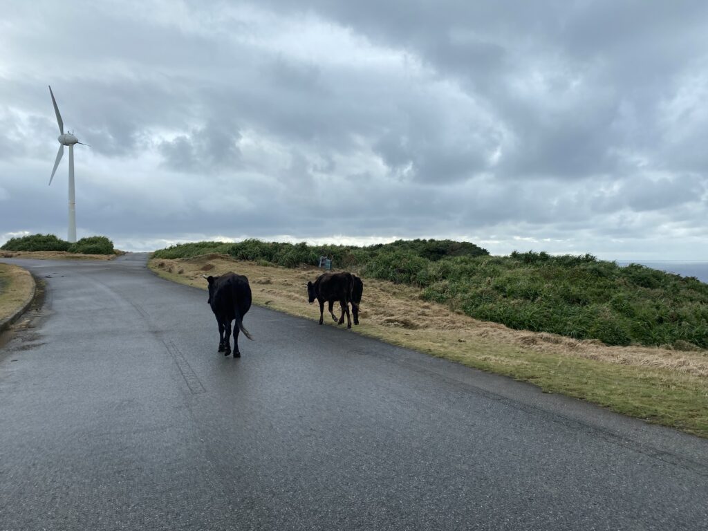 写真：展望台に行く途中にいた牛の群れ